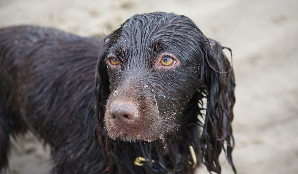 10 Curiosità Divertenti sui Cocker Spaniel Cioccolato