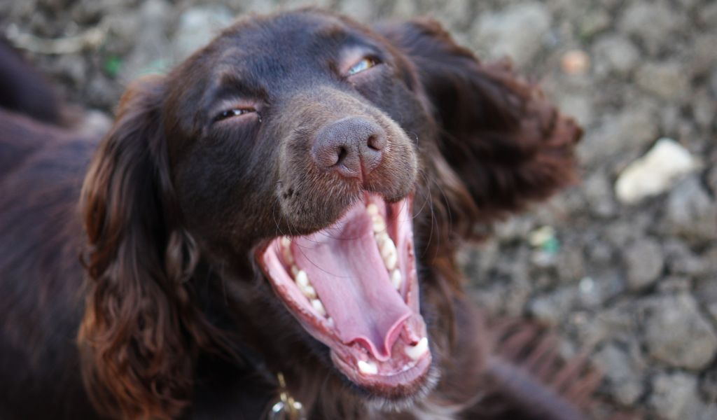 10 Curiosità Divertenti sui Cocker Spaniel Cioccolato