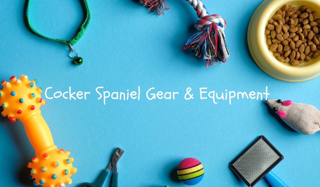 Cocker Spaniel Gear & Equipment