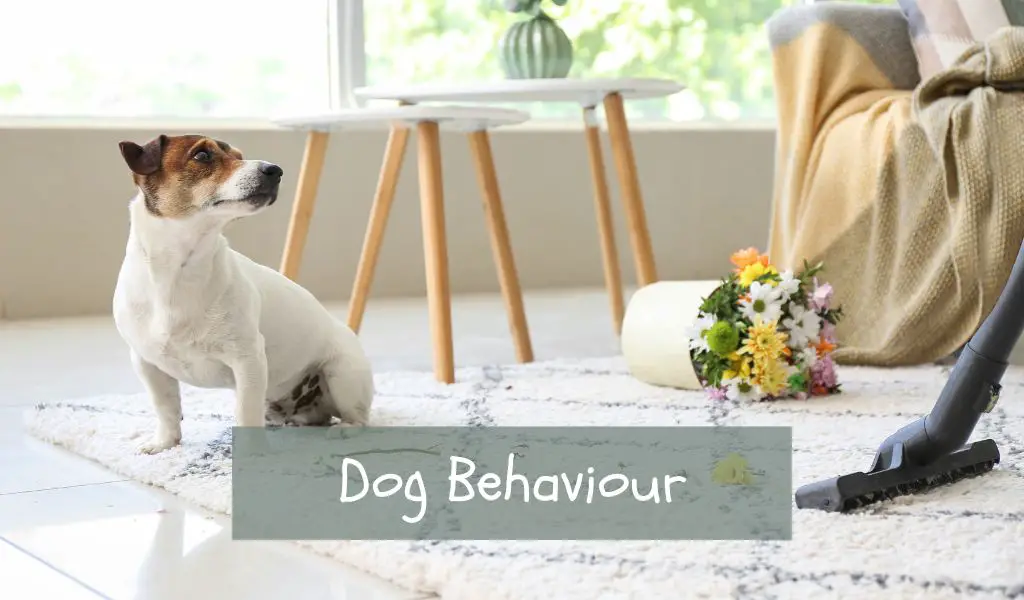 Dog Behaviour