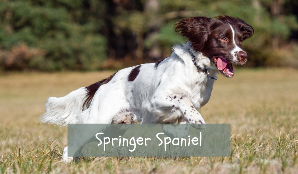 springer spaniel