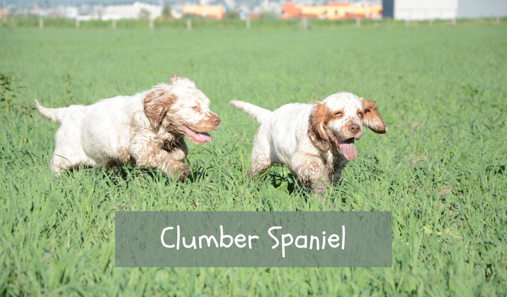 Clumber Spaniel