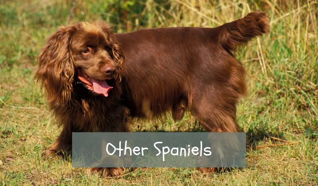 other spaniels