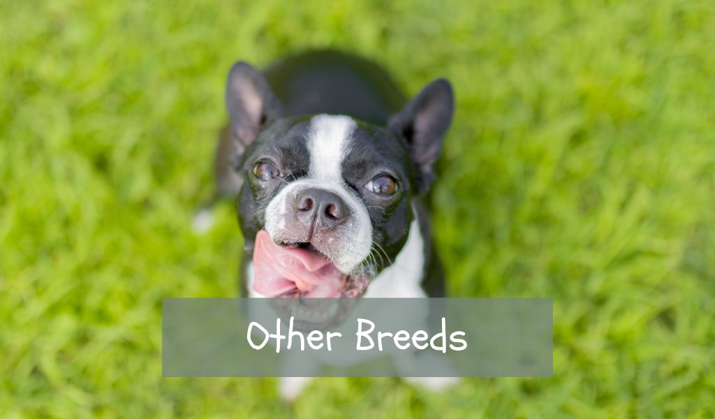 other breeds