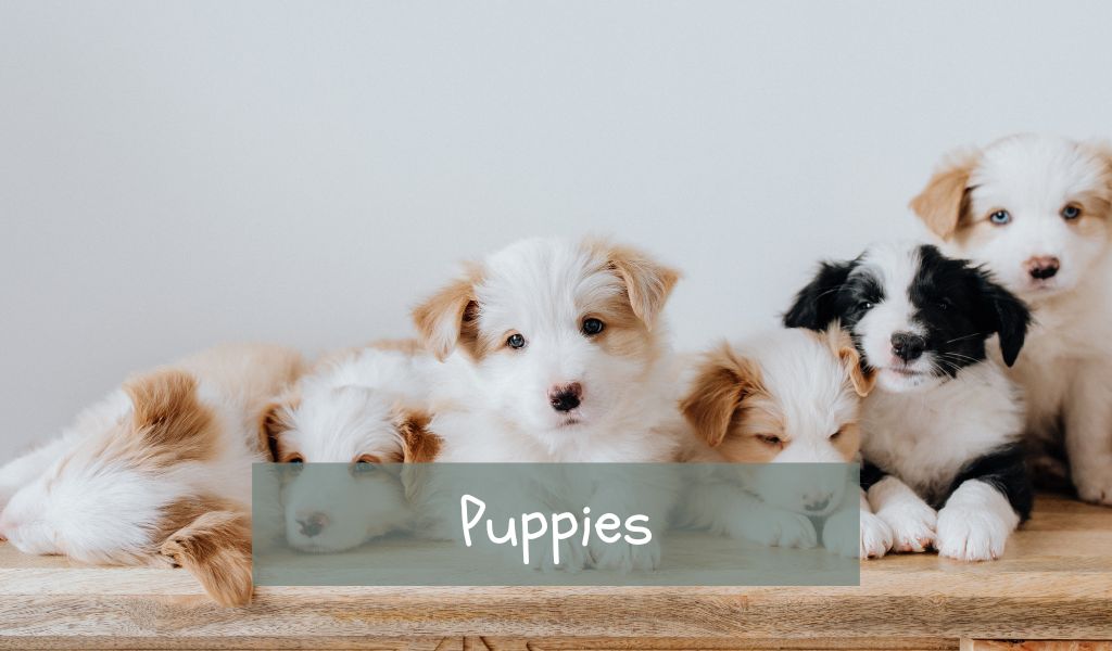 Puppies