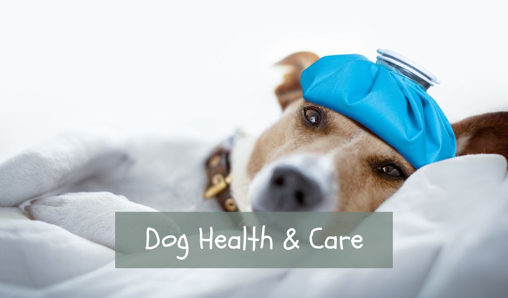 Dog health and care