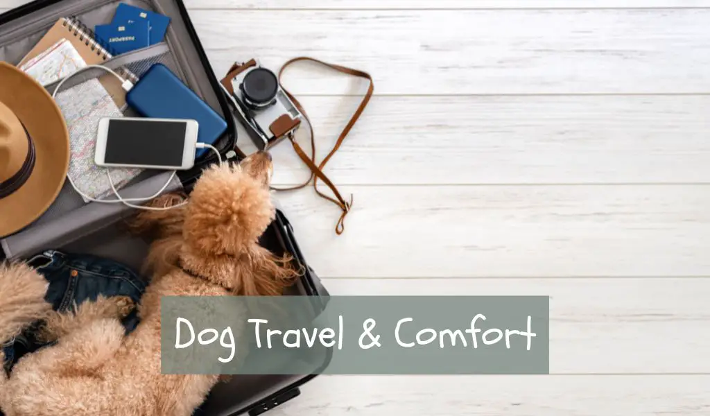 dog travel and comfort