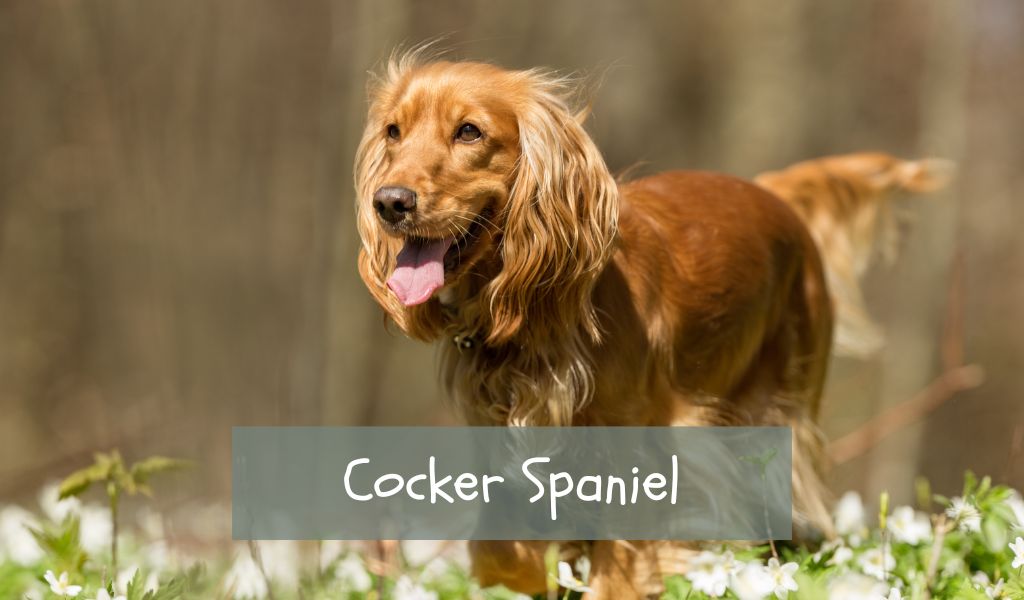 cocker spaniel