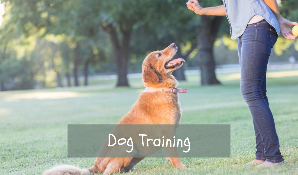 Dog Training