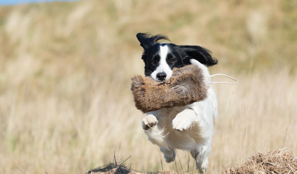 Cocker Spaniel Equipment and Accessories