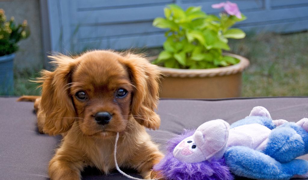 The Ultimate Guide: The Cavalier King Charles Spaniel's Temperament and Training 2 The Ultimate Guide: The Cavalier King Charles Spaniel's Temperament and Training
