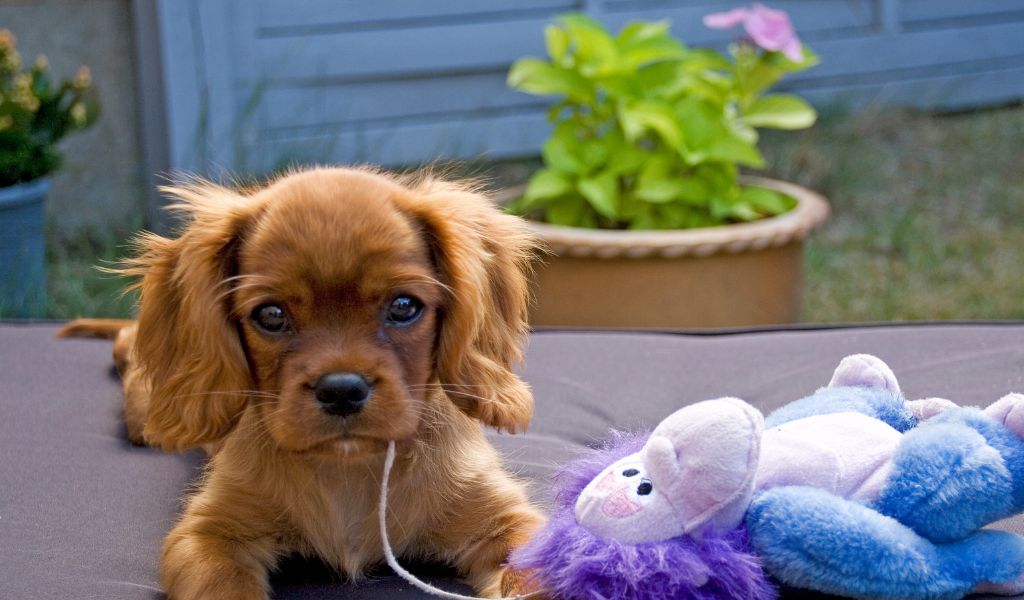 The Ultimate Guide: The Cavalier King Charles Spaniel's Temperament and Training