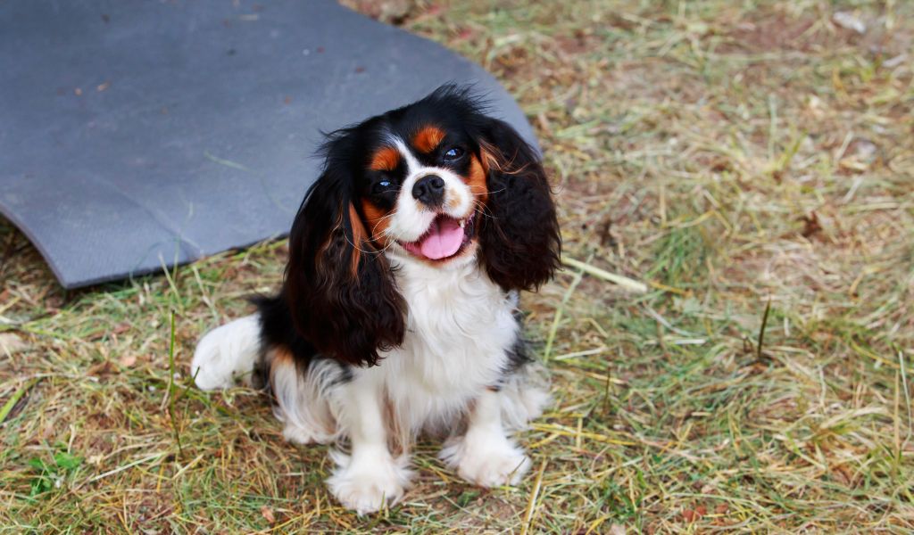 The Ultimate Guide: The Cavalier King Charles Spaniel's Temperament and Training