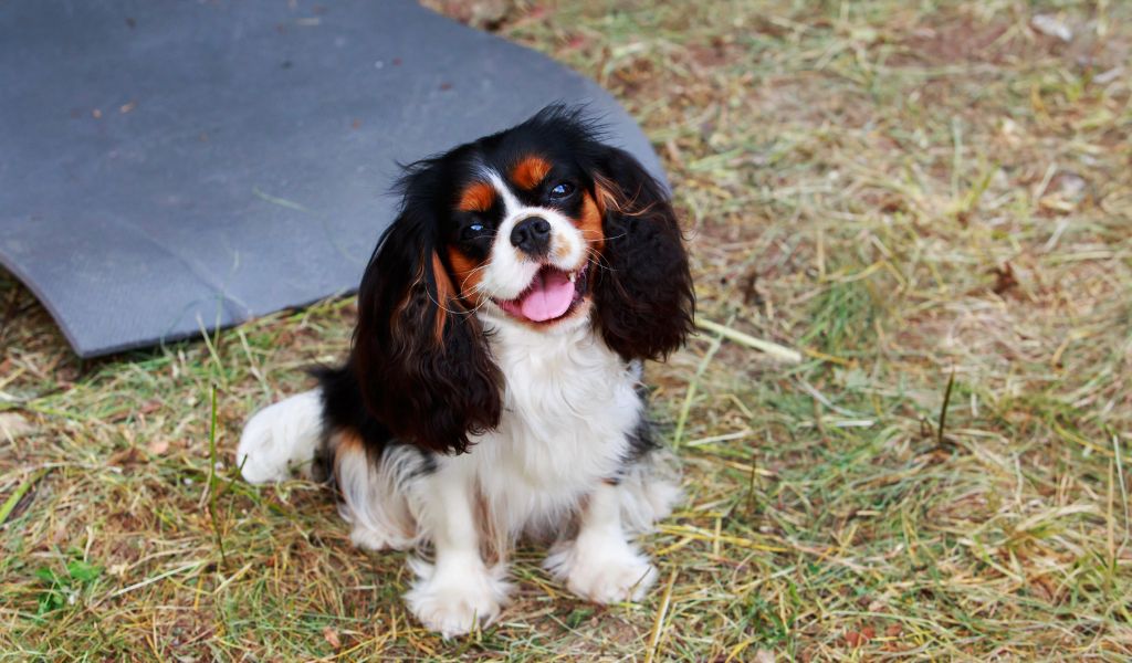 The Ultimate Guide: The Cavalier King Charles Spaniel's Temperament and Training 3 The Ultimate Guide: The Cavalier King Charles Spaniel's Temperament and Training