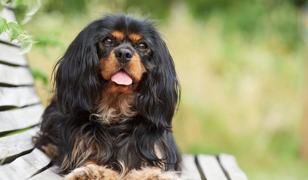 The Ultimate Guide: The Cavalier King Charles Spaniel's Temperament and Training 6 The Ultimate Guide: The Cavalier King Charles Spaniel's Temperament and Training