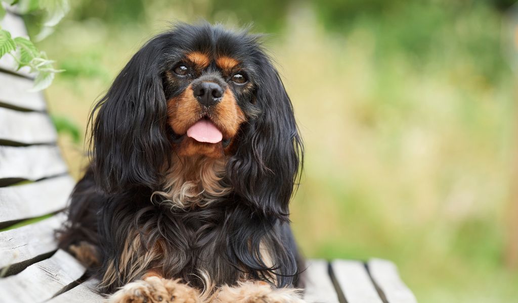 The Ultimate Guide: The Cavalier King Charles Spaniel's Temperament and Training