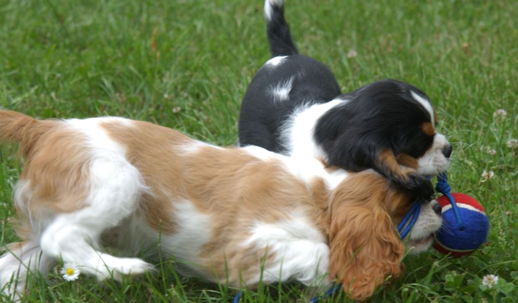 The Ultimate Guide: The Cavalier King Charles Spaniel's Temperament and Training