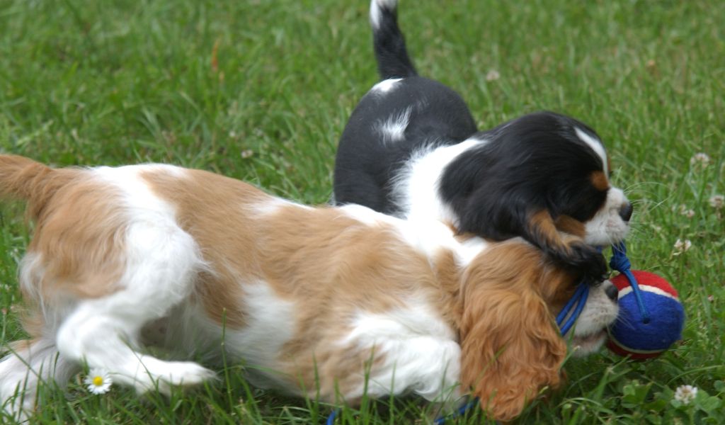 The Ultimate Guide: The Cavalier King Charles Spaniel's Temperament and Training 7 The Ultimate Guide: The Cavalier King Charles Spaniel's Temperament and Training