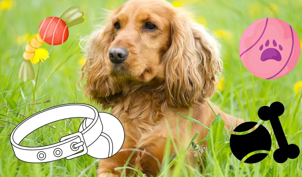 The Essential Cocker Spaniel Gear Guide: Must-Haves for New Owners