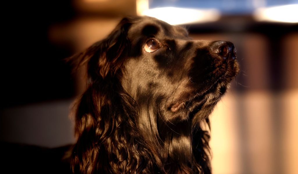 The Essential Cocker Spaniel Gear Guide: Must-Haves for New Owners 2 The Essential Cocker Spaniel Gear Guide: Must-Haves for New Owners