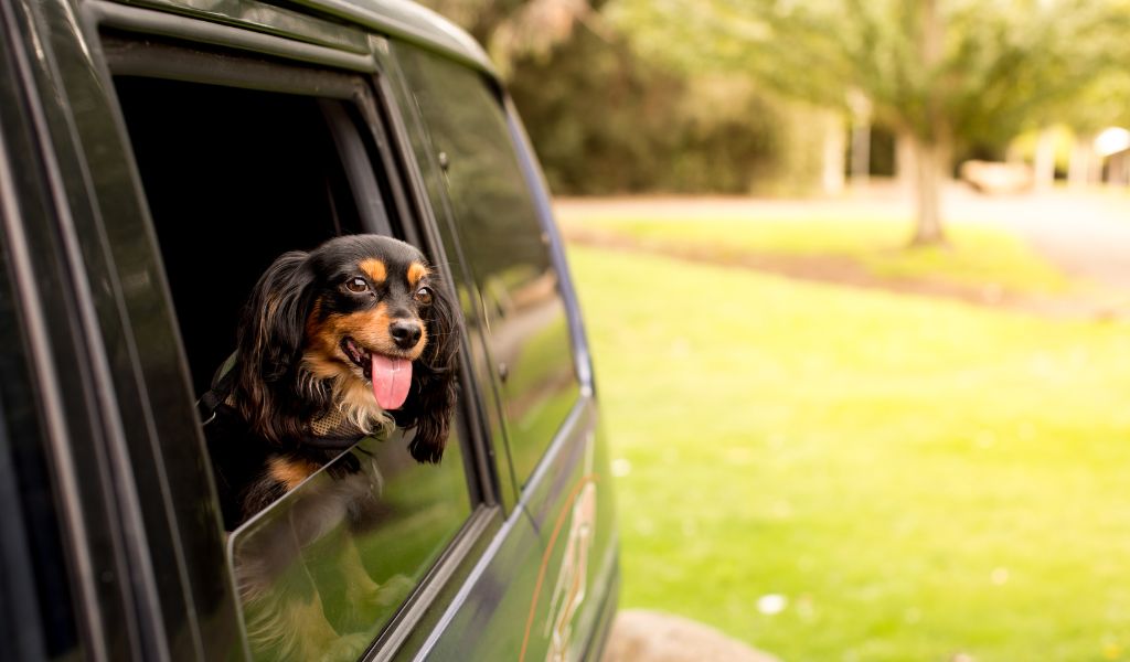 Tips for Traveling with Your Well-Trained Cavalier King Charles Spaniel