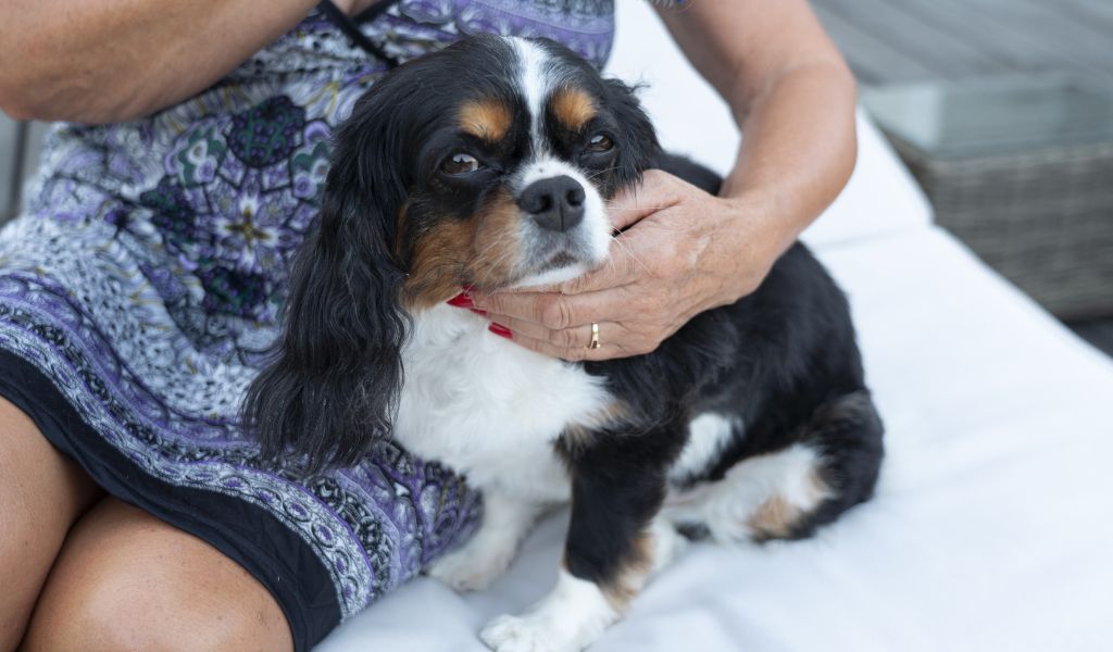 Tips for Traveling with Your Well-Trained Cavalier King Charles Spaniel