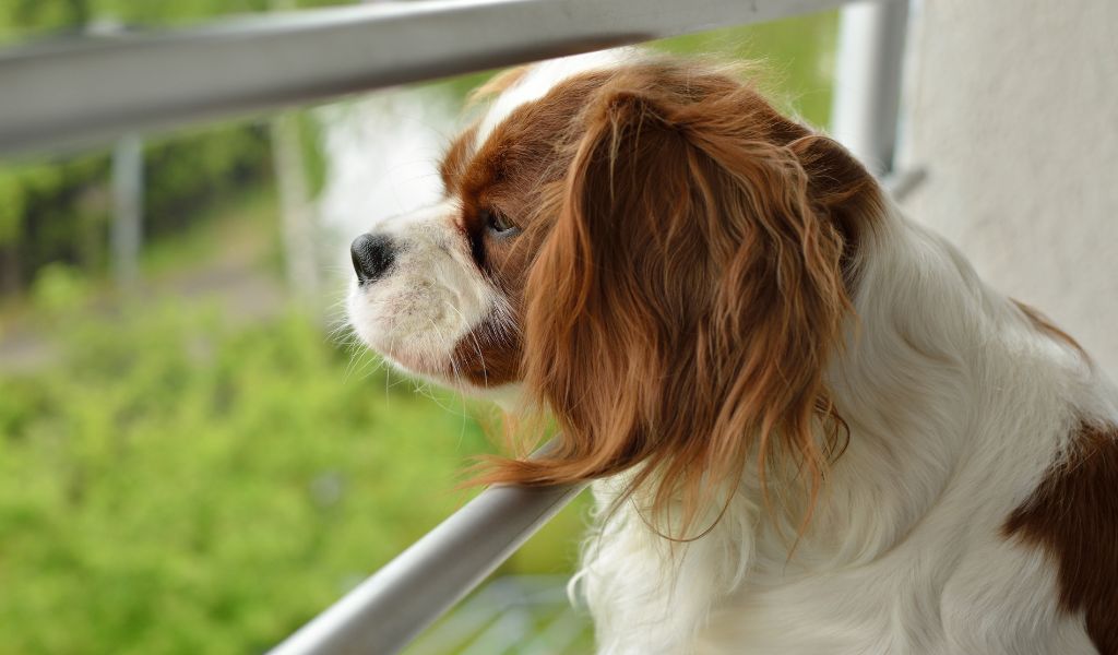 Tips for Traveling with Your Well-Trained Cavalier King Charles Spaniel