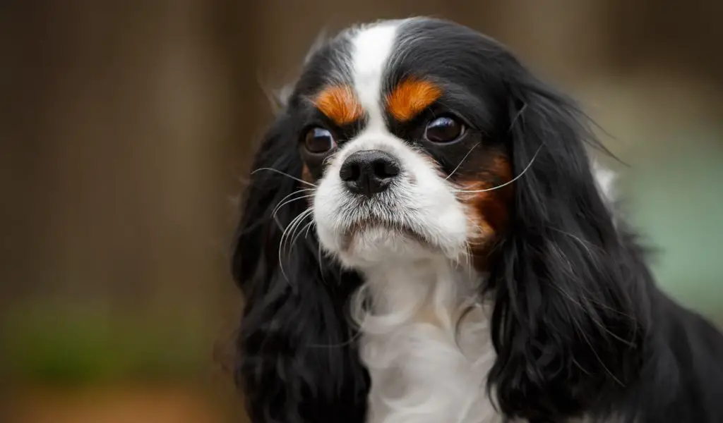 What were Cavalier King Charles Spaniels originally bred for?