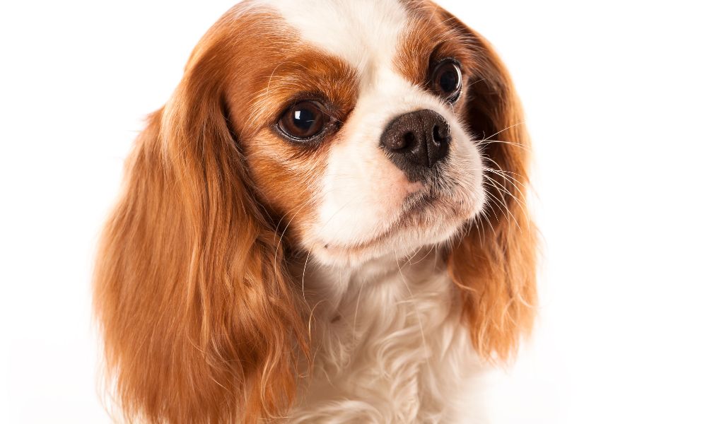 What were Cavalier King Charles Spaniels originally bred for?