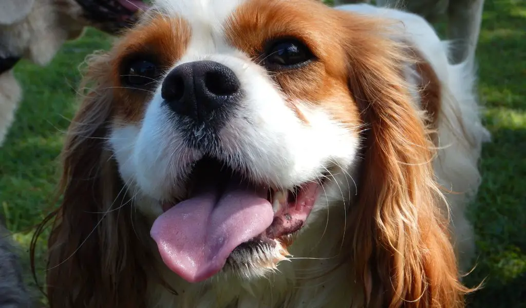 What were Cavalier King Charles Spaniels originally bred for?