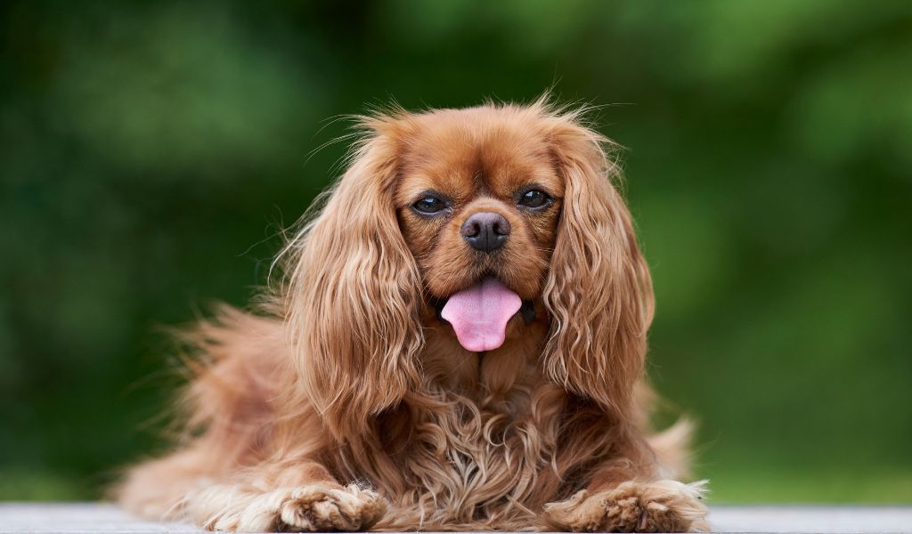 Socialise your Cavalier King Charles Spaniel