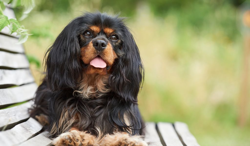 Socialise your Cavalier King Charles Spaniel 2 Socialise your Cavalier King Charles Spaniel