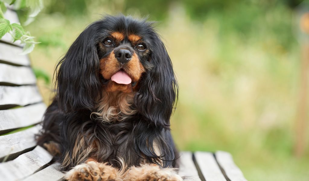 Socialise your Cavalier King Charles Spaniel