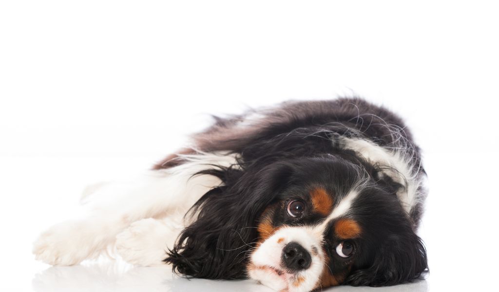 What Causes Seizures in Cavalier King Charles Spaniels?