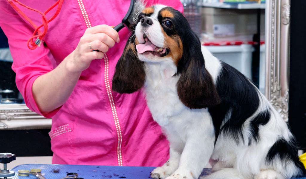 What Causes Seizures in Cavalier King Charles Spaniels?