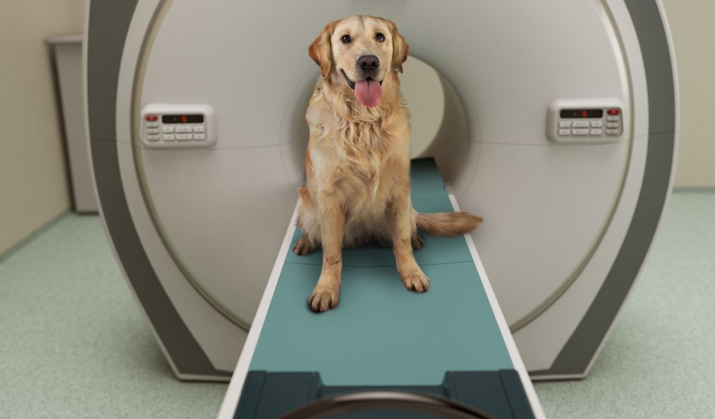 What Causes Seizures in Cavalier King Charles Spaniels? 4 What Causes Seizures in Cavalier King Charles Spaniels?