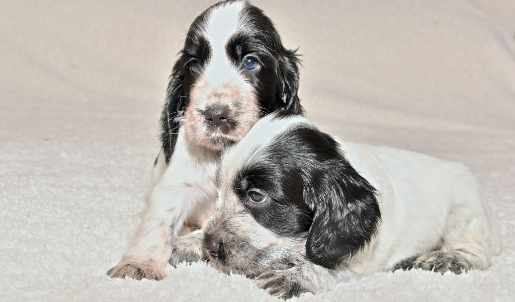 Una guida completa sui Cocker Spaniel Roan Blu