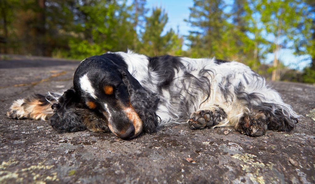 Quando una Cocker Spaniel entra nel periodo di calore?