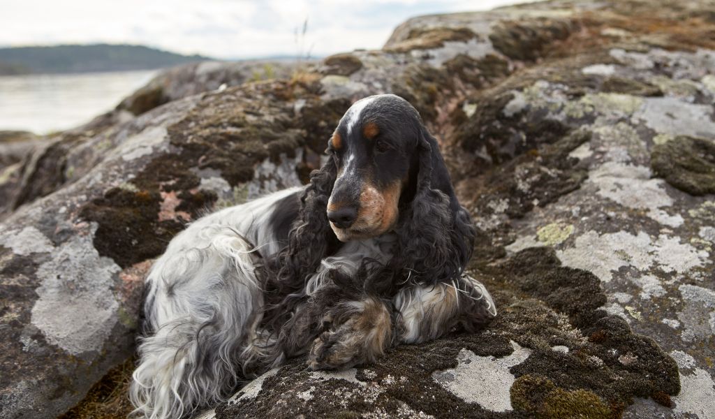 Perché i Cocker spaniel hanno le orecchie lunghe?