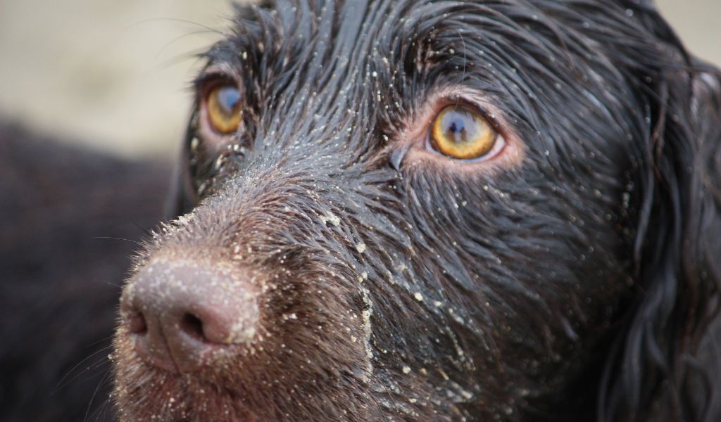 10 Curiosità Divertenti sui Cocker Spaniel Cioccolato