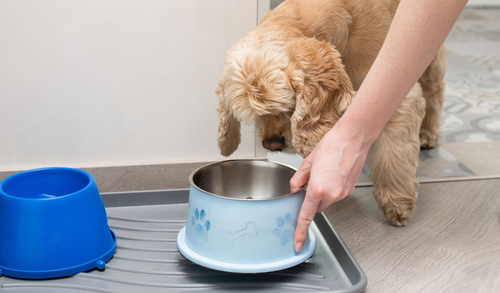 Alimentazione del tuo Cocker Spaniel: Guida alla Salute e Felicità