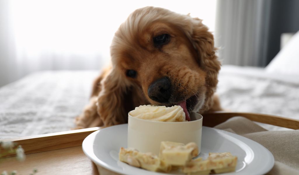 Alimentazione del tuo Cocker Spaniel: Guida alla Salute e Felicità