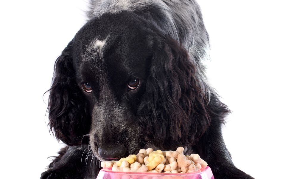 Alimentazione del tuo Cocker Spaniel: Guida alla Salute e Felicità