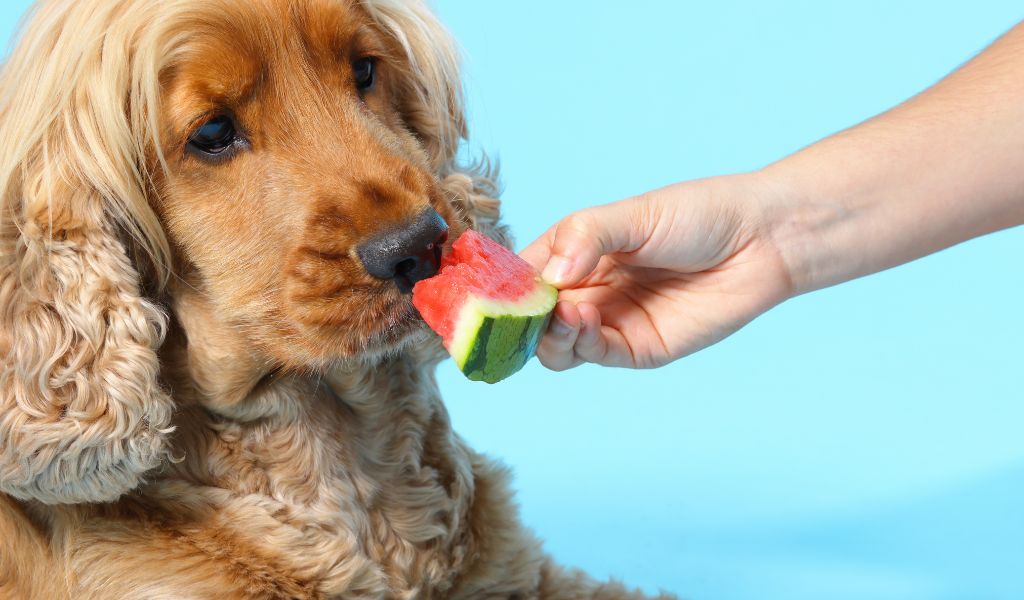 Alimentazione del tuo Cocker Spaniel: Guida alla Salute e Felicità