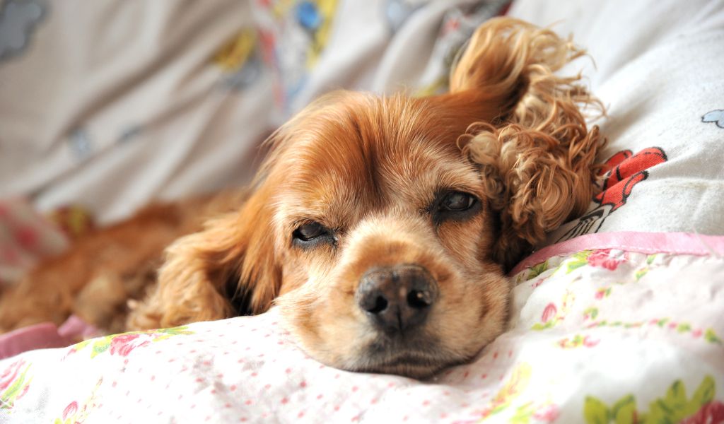 Cocker Spaniel come primo cane