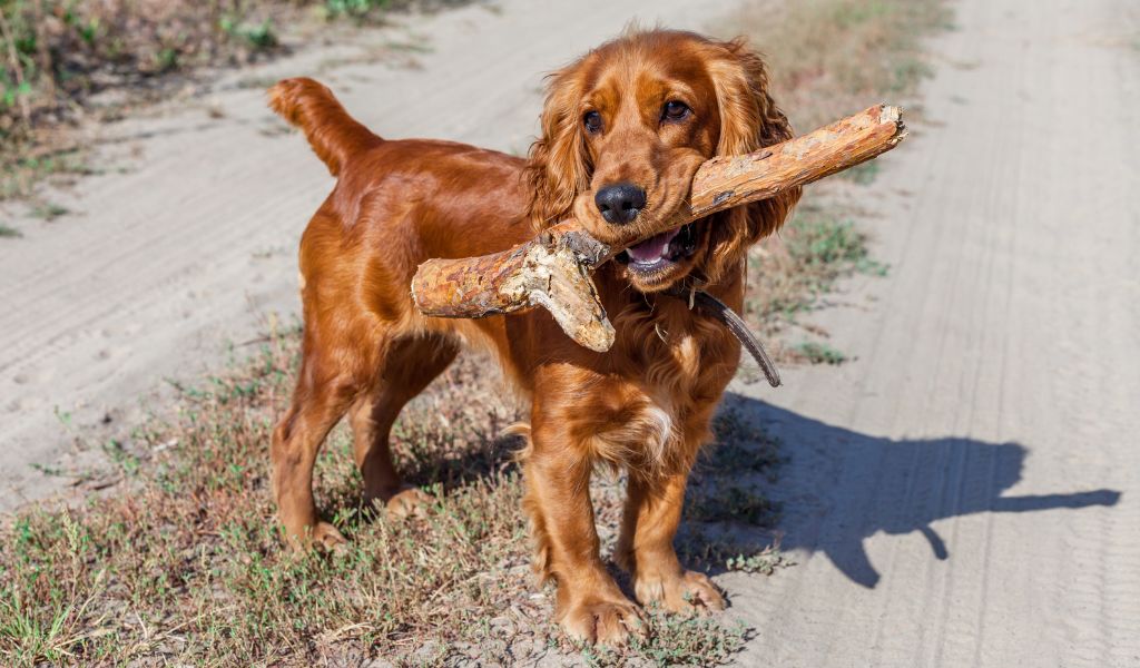 Cocker Spaniel come primo cane