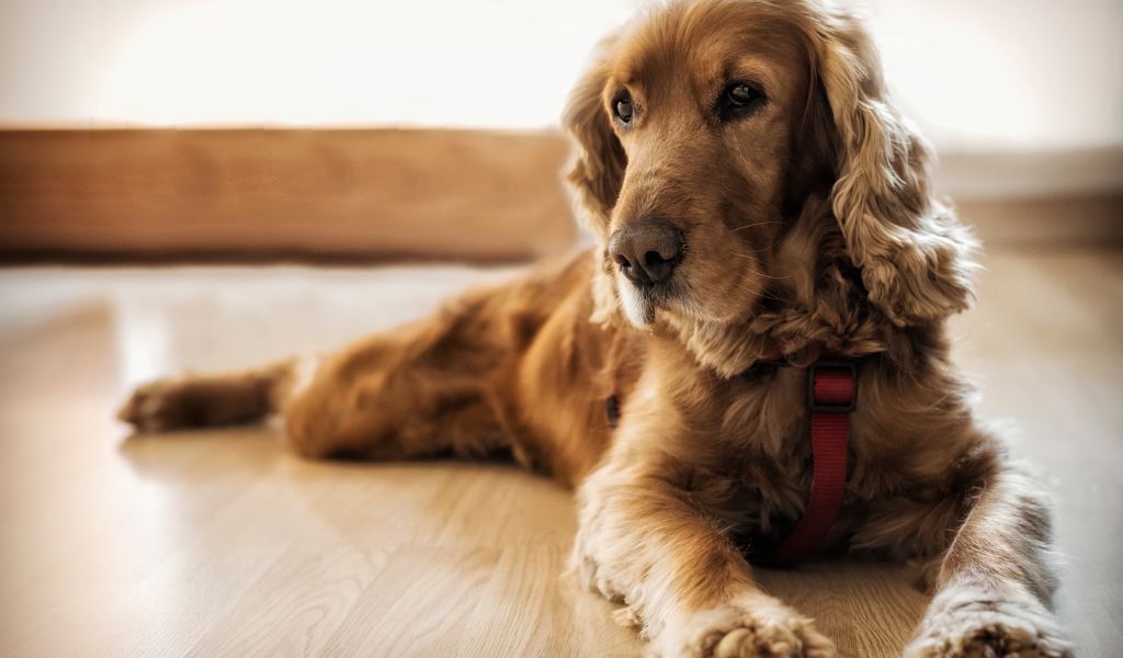 Cocker Spaniel come primo cane