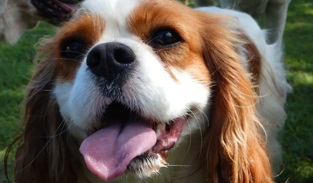 Teaching your Cavalier King Charles Spaniel to walk on a lead without pulling.