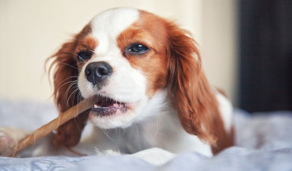 Teaching Your Cavalier King Charles Spaniel to Walk on a Lead Without Pulling