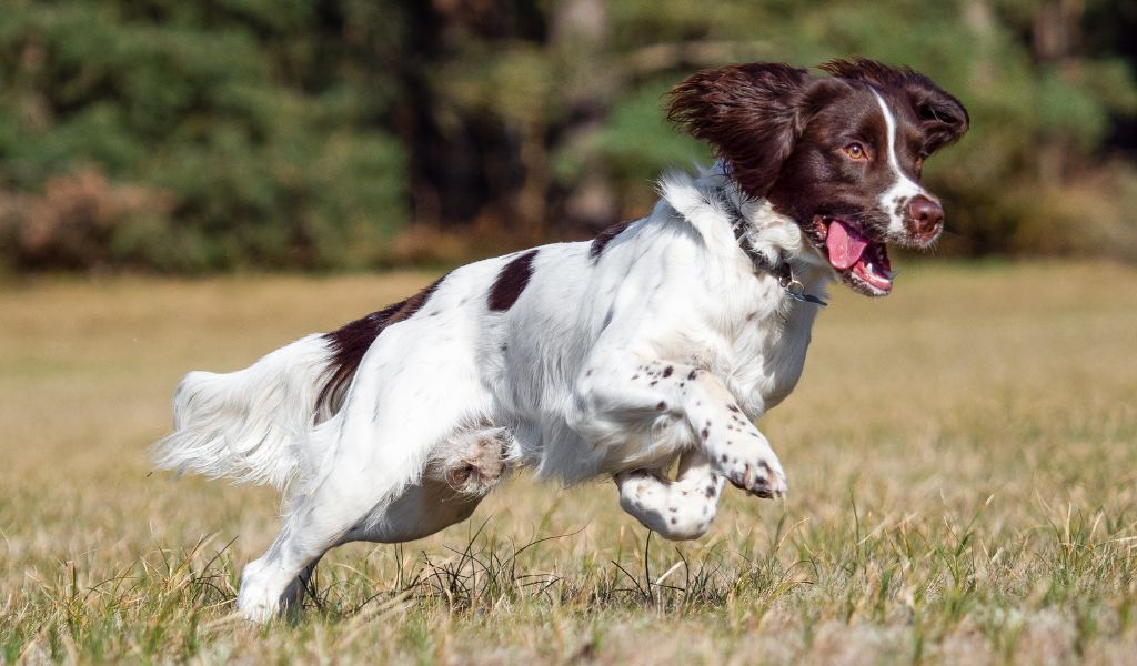 How long do Springer spaniels live?